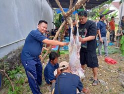 Panitia Kurban Mushola Alqodar Sembelih Empat ekor sapi Dan Tuju ekor Kambing