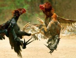 Sungguh Marak Perjudian Sabung Ayam, di Kabupaten Malang, Namu Tidak Tersentuh Aparat Penegak Hukum