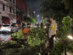 Pohon Tumbang Menimpa Pemilik mobil jony Simokerto Berhasil Selamatkan Pengemudinya