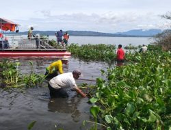 Dukung Program Unggulan Kasad, Gotong Royong Bersihkan Eceng Gondok di Pesisir Pantai Danau Toba