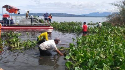 Dukung Program Unggulan Kasad, Gotong Royong Bersihkan Eceng Gondok di Pesisir Pantai Danau Toba