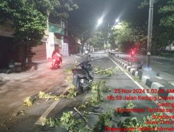 Pohon Tumbang di Jalan Kedung Cowek, Pimpinan Redaksi Media Jadi Korban, DLH Surabaya Bungkam