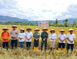 Kasdim 0210/TU Hadiri Panen Padi Bersama di Desa Janji Nauli